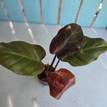 Load image into Gallery viewer, #239 Philodendron McColley's Finale