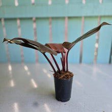 Load image into Gallery viewer, #239 Philodendron McColley's Finale