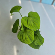 Load image into Gallery viewer, #B103 Philodendron Fibraecataphyllum