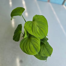 Load image into Gallery viewer, #B103 Philodendron Fibraecataphyllum