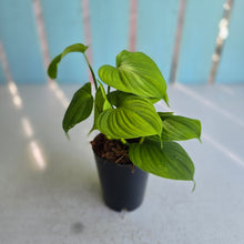 Load image into Gallery viewer, #B103 Philodendron Fibraecataphyllum