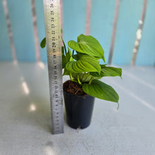 Load image into Gallery viewer, #B103 Philodendron Fibraecataphyllum