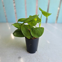 Load image into Gallery viewer, #B103 Philodendron Fibraecataphyllum