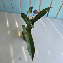 Load image into Gallery viewer, #B116 Philodendron Atabapoense Silver