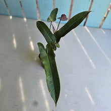 Load image into Gallery viewer, #B116 Philodendron Atabapoense Silver