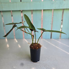 Load image into Gallery viewer, #B116 Philodendron Atabapoense Silver