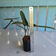 Load image into Gallery viewer, #B116 Philodendron Atabapoense Silver
