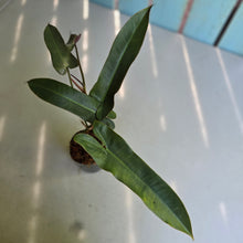 Load image into Gallery viewer, #B116 Philodendron Atabapoense Silver
