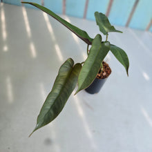 Load image into Gallery viewer, #B116 Philodendron Atabapoense Silver