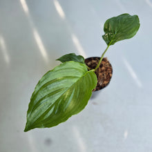 Load image into Gallery viewer, #41 Tacca Chantrieri - Green Bat Plant