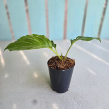 Load image into Gallery viewer, #41 Tacca Chantrieri - Green Bat Plant