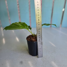 Load image into Gallery viewer, #41 Tacca Chantrieri - Green Bat Plant