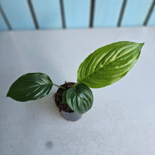 Load image into Gallery viewer, #J554 Tacca Chantrieri - Green Bat Plant
