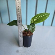 Load image into Gallery viewer, #J554 Tacca Chantrieri - Green Bat Plant