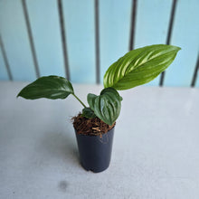 Load image into Gallery viewer, #J554 Tacca Chantrieri - Green Bat Plant