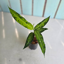 Load image into Gallery viewer, #G3 Aglaonema Pictum Tricolor - Narrow Form
