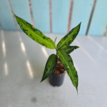 Load image into Gallery viewer, #G3 Aglaonema Pictum Tricolor - Narrow Form