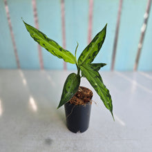 Load image into Gallery viewer, #G3 Aglaonema Pictum Tricolor - Narrow Form