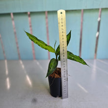 Load image into Gallery viewer, #G3 Aglaonema Pictum Tricolor - Narrow Form