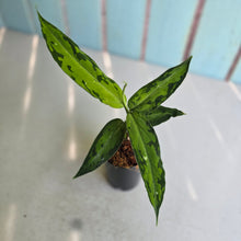 Load image into Gallery viewer, #G3 Aglaonema Pictum Tricolor - Narrow Form