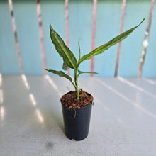 Load image into Gallery viewer, #G3 Aglaonema Pictum Tricolor - Narrow Form