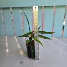 Load image into Gallery viewer, #P4 Philodendron Chinchamayense