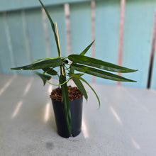 Load image into Gallery viewer, #P4 Philodendron Chinchamayense