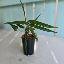 Load image into Gallery viewer, #P4 Philodendron Chinchamayense