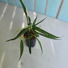 Load image into Gallery viewer, #P4 Philodendron Chinchamayense