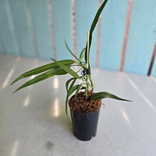 Load image into Gallery viewer, #P4 Philodendron Chinchamayense