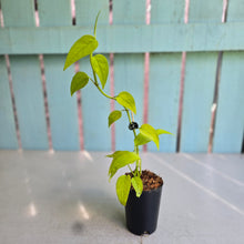 Load image into Gallery viewer, #10 Epipremnum Pinnatum Neon Gold