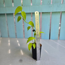 Load image into Gallery viewer, #10 Epipremnum Pinnatum Neon Gold