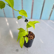 Load image into Gallery viewer, #10 Epipremnum Pinnatum Neon Gold