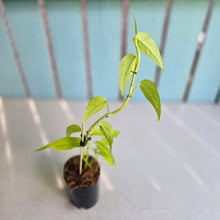 Load image into Gallery viewer, #10 Epipremnum Pinnatum Neon Gold