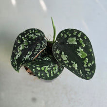 Load image into Gallery viewer, #i119 Scindapsus Tricolor