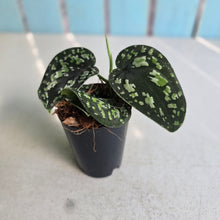 Load image into Gallery viewer, #i119 Scindapsus Tricolor