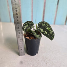 Load image into Gallery viewer, #i119 Scindapsus Tricolor