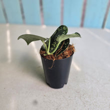 Load image into Gallery viewer, #i119 Scindapsus Tricolor