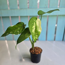 Load image into Gallery viewer, #160 Variegated Syngonium Chiapense