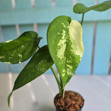 Load image into Gallery viewer, #160 Variegated Syngonium Chiapense