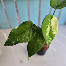 Load image into Gallery viewer, #160 Variegated Syngonium Chiapense