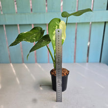 Load image into Gallery viewer, #160 Variegated Syngonium Chiapense