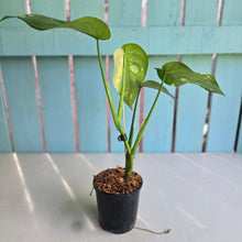 Load image into Gallery viewer, #160 Variegated Syngonium Chiapense
