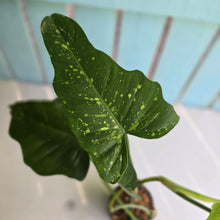 Load image into Gallery viewer, #P5 Philodendron Golden Dragon 'Goldspot'