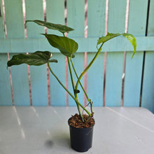 Load image into Gallery viewer, #P5 Philodendron Golden Dragon 'Goldspot'