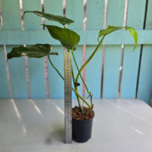 Load image into Gallery viewer, #P5 Philodendron Golden Dragon 'Goldspot'