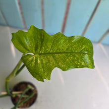 Load image into Gallery viewer, #P5 Philodendron Golden Dragon 'Goldspot'