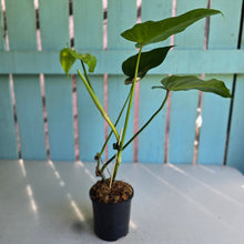 Load image into Gallery viewer, #P5 Philodendron Golden Dragon 'Goldspot'