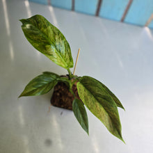 Load image into Gallery viewer, #E8 Variegated Philodendron Subhastatum