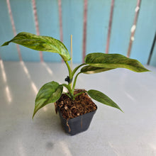 Load image into Gallery viewer, #E8 Variegated Philodendron Subhastatum